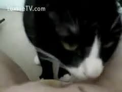 Kitty nibbles on his owner's biscuit.